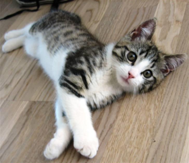 Huskat Milo billede 1