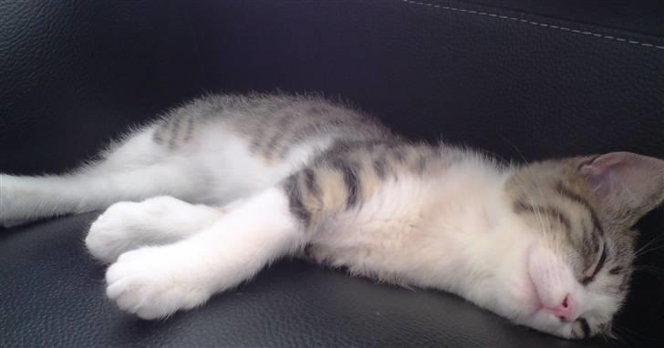 Huskat Milo billede 2