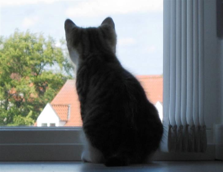 Huskat Milo billede 3