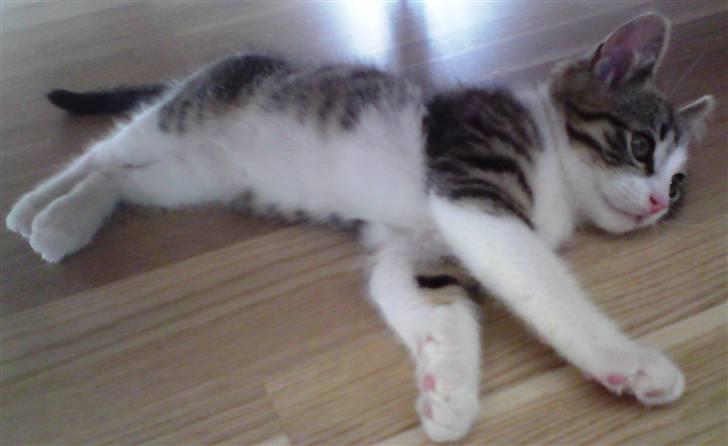 Huskat Milo billede 4