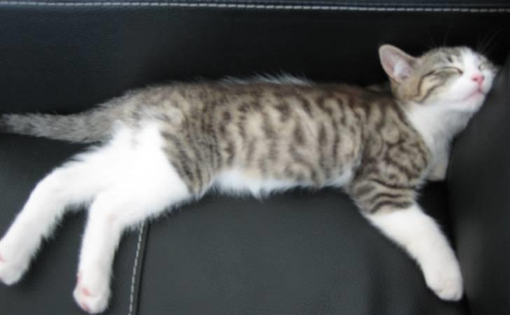 Huskat Milo billede 5