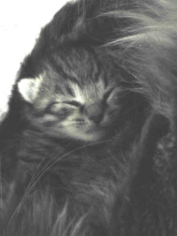 Blanding af racer Bjarke - dete er lille bjarke, min lille dreng det er det nyeste foto  billede 1