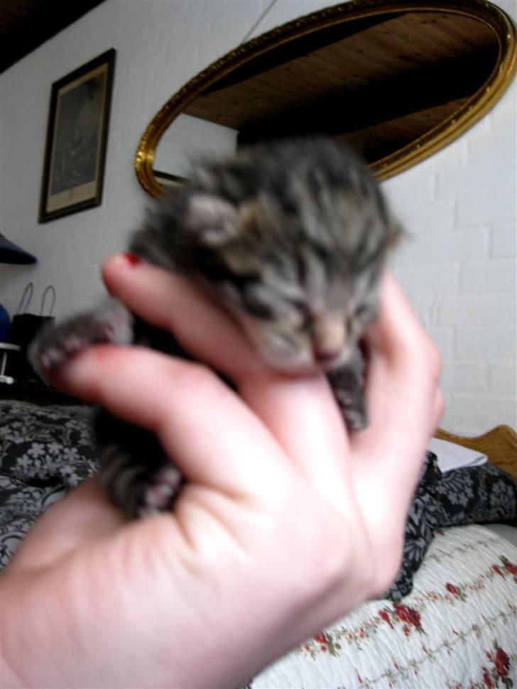 Blanding af racer Bjarke - det er nogle af de første fotos af ham der havde han endnu ikke åbnet øjne billede 2