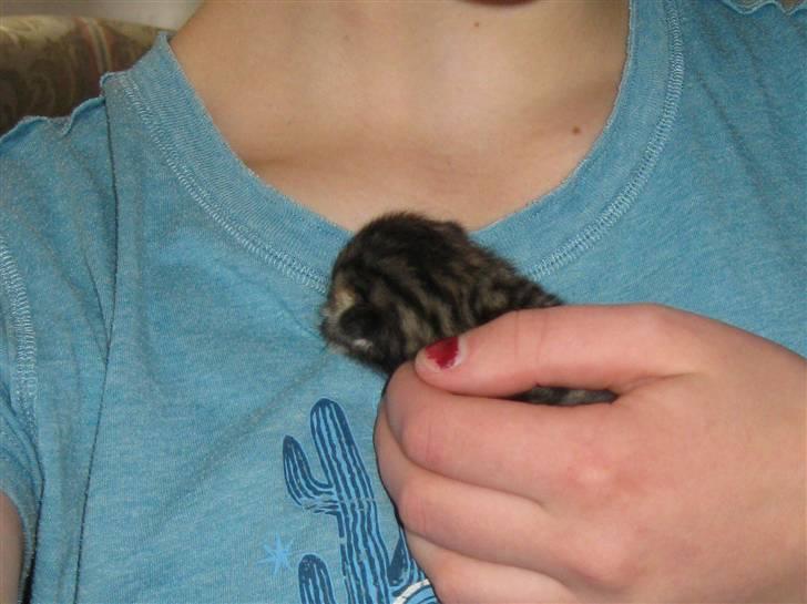 Blanding af racer Bjarke - lille bjarke billede 3