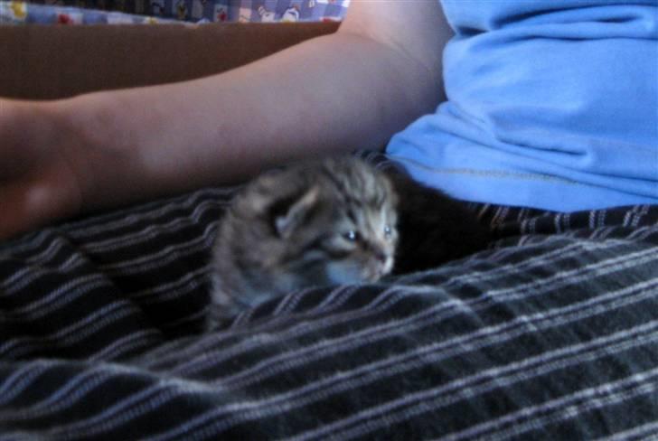 Blanding af racer Bjarke - bjarke der ligger i skødet på mig billede 4