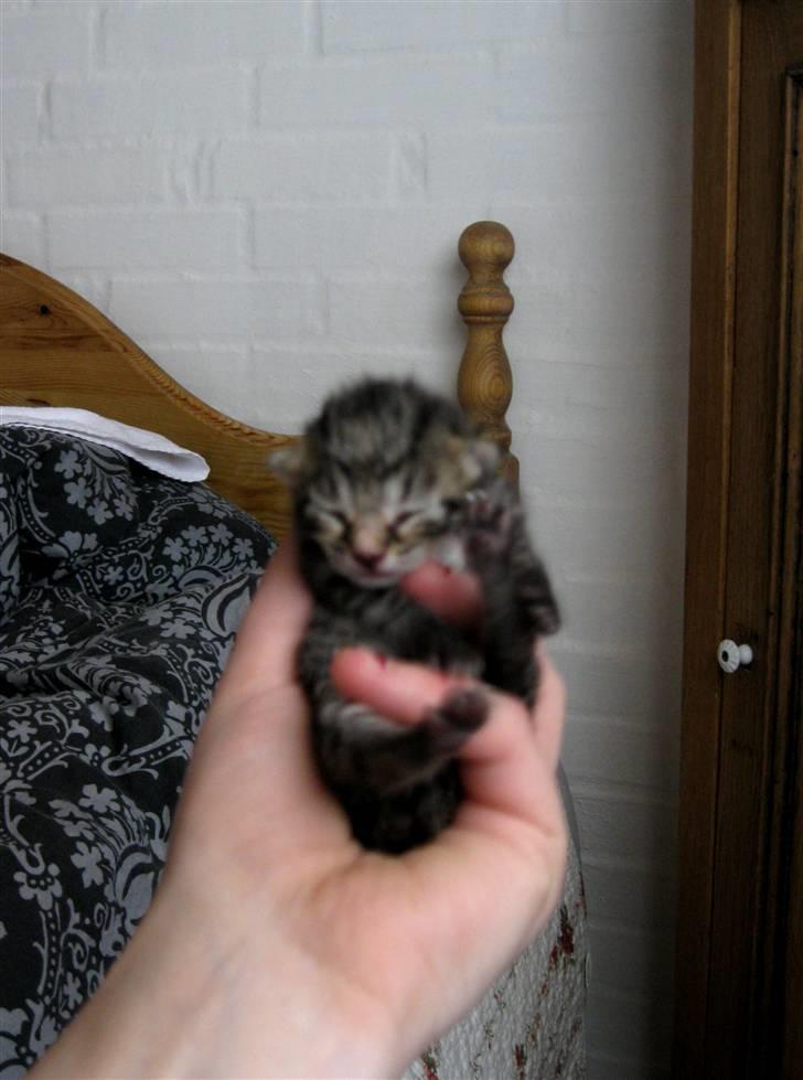 Blanding af racer Bjarke - lille bjarke billede 5