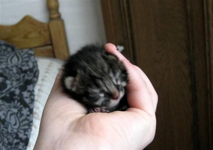 Blanding af racer tjalfe billede 2