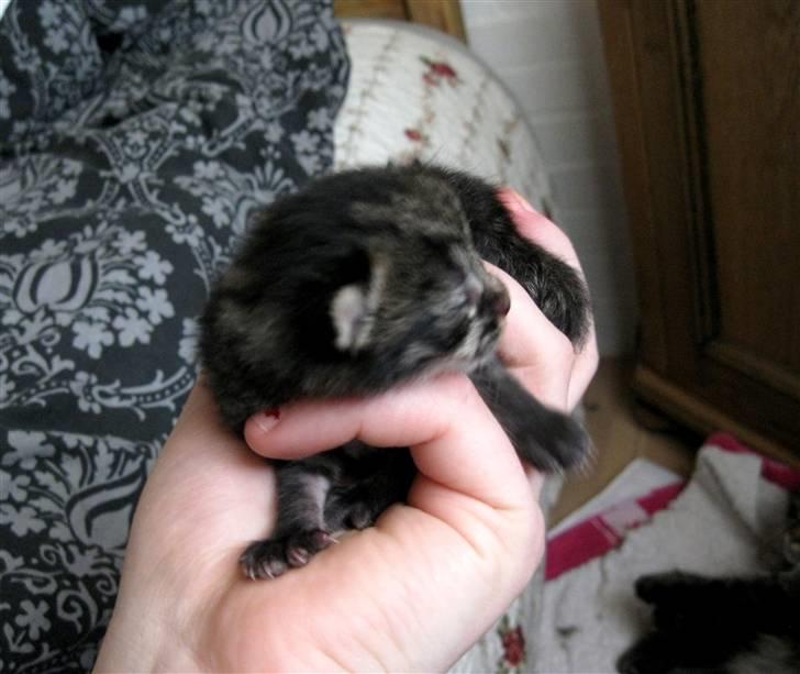 Blanding af racer tjalfe billede 4