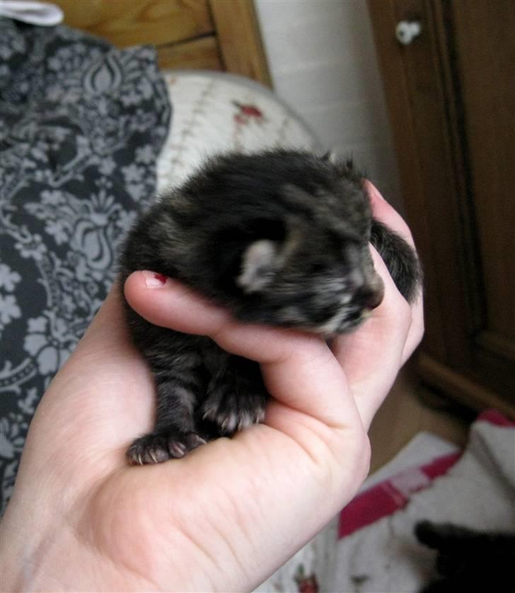 Blanding af racer tjalfe billede 5