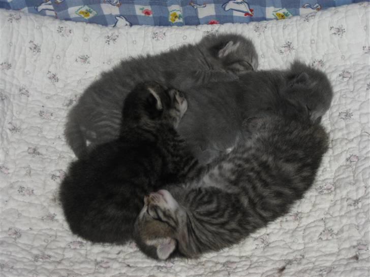 Blanding af racer tjalfe - han er den mørkeste af killingerne billede 6