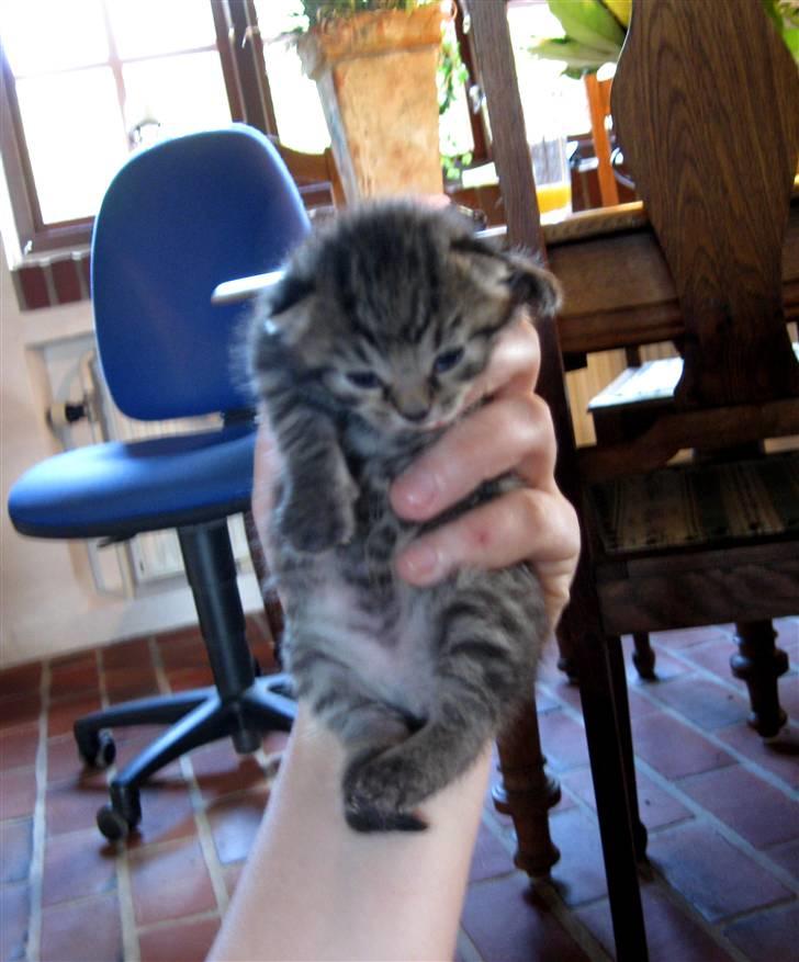 Blanding af racer Bjarke billede 6