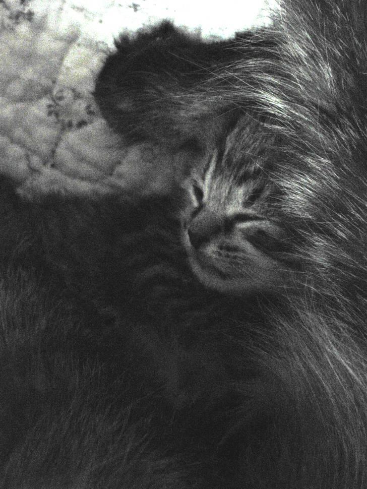 Blanding af racer Bjarke billede 7