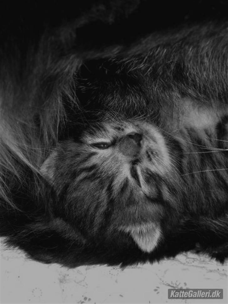 Blanding af racer Bjarke - har prøvet at lavet det i sort hvid i sted og syndes det virker  billede 8