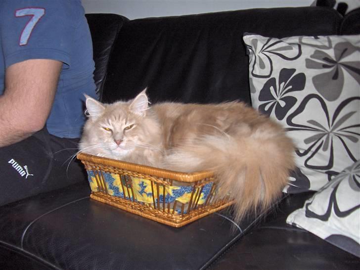 Maine Coon Morgan - der kunne jeg lige være :) billede 8