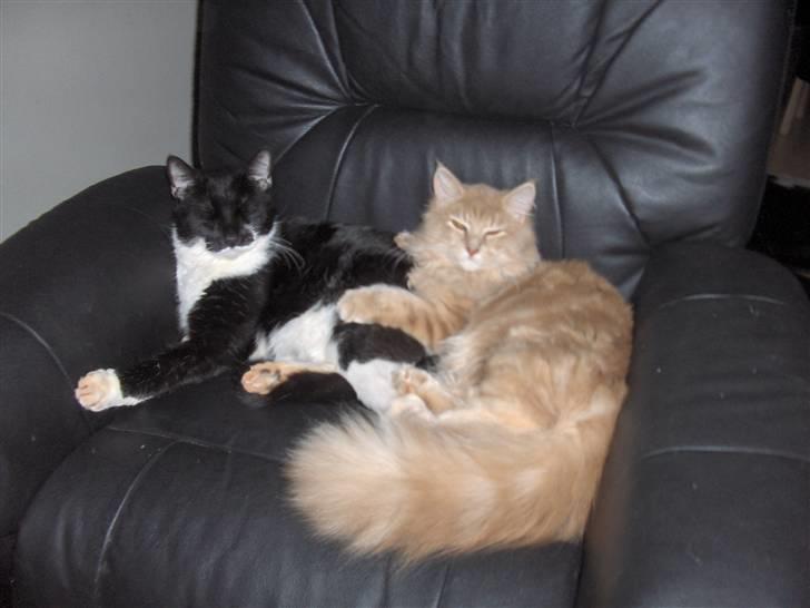 Maine Coon Morgan - mig og min store bror...et sjællent øjeblik hvor jeg ikke driller ham :) billede 9