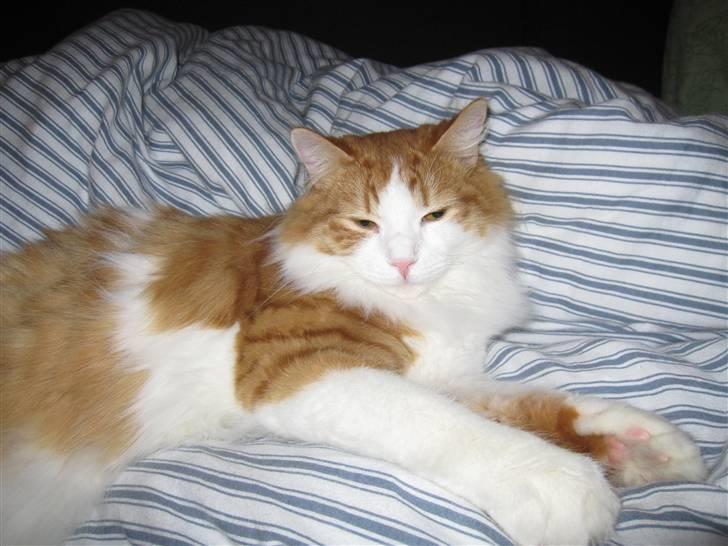 Blanding af racer Balou billede 1