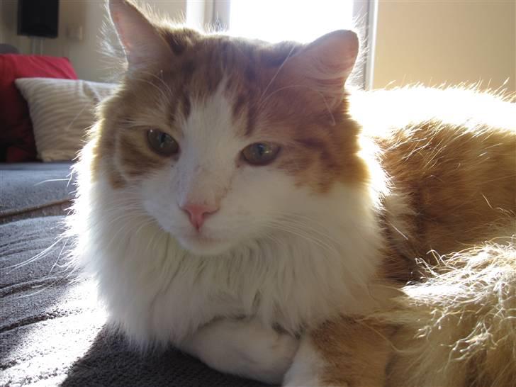 Blanding af racer Balou billede 2