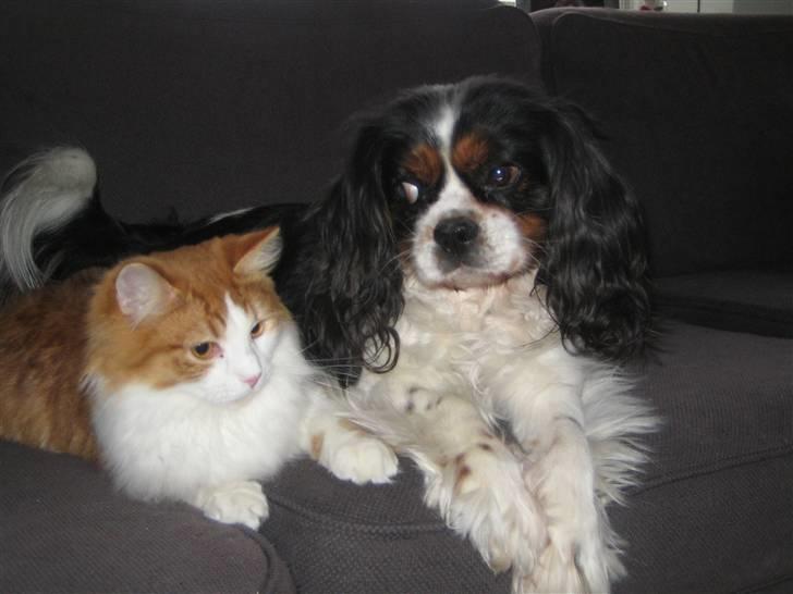 Blanding af racer Balou billede 3