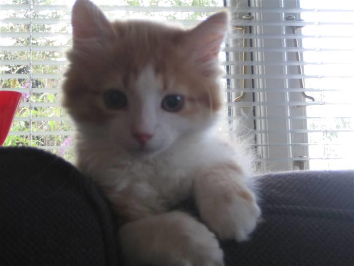 Blanding af racer Balou billede 4