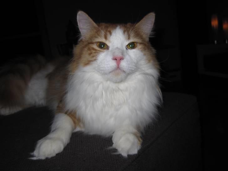 Blanding af racer Balou billede 5