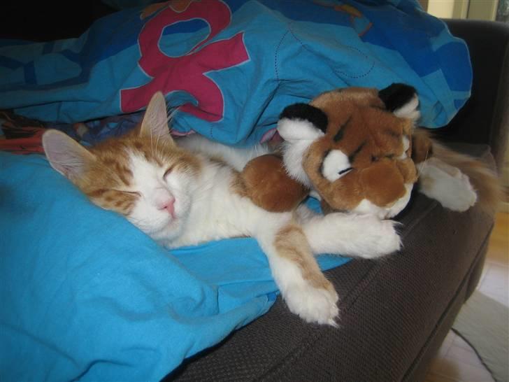 Blanding af racer Balou billede 6