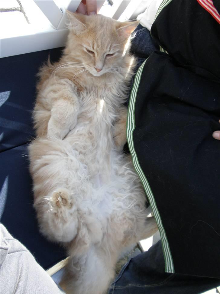 Maine Coon Morgan - bare fordi man er blevet 1 år kan man godt opføre sig som en lille killing endnu.. billede 10