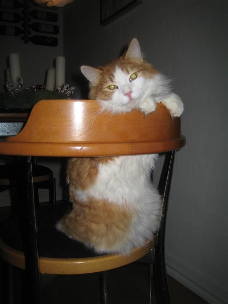 Blanding af racer Balou billede 7