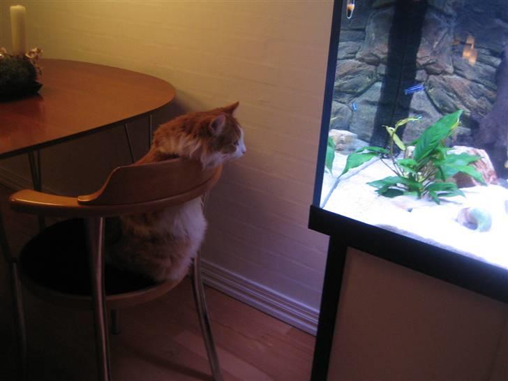 Blanding af racer Balou billede 8