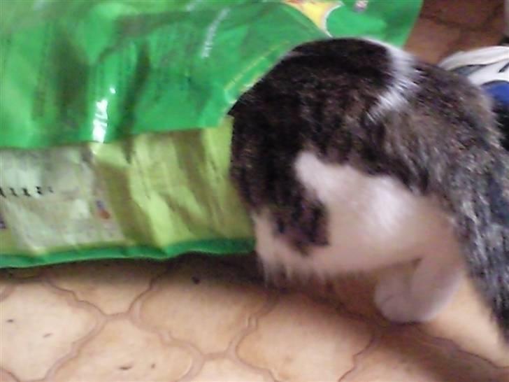 Blanding af racer musse billede 2