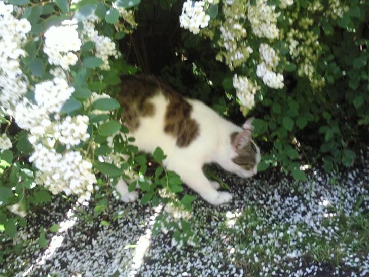 Blanding af racer musse billede 3