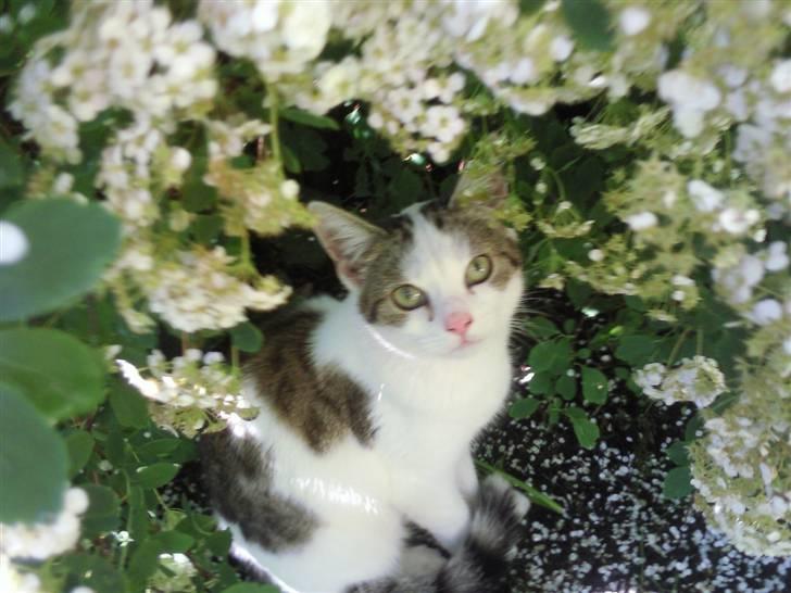 Blanding af racer musse billede 4