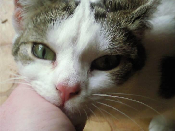 Blanding af racer musse billede 5