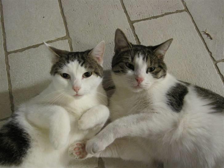 Huskat Trunte<3 - Velkommen(: billede 1