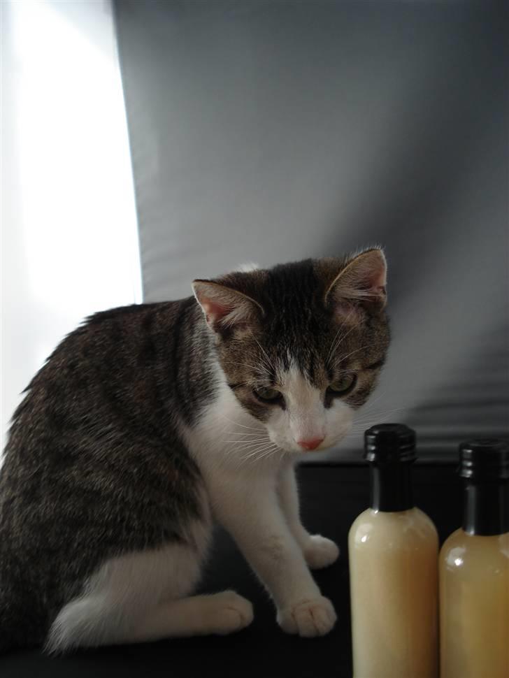 Huskat Trunte<3 - Min misser<3 billede 2