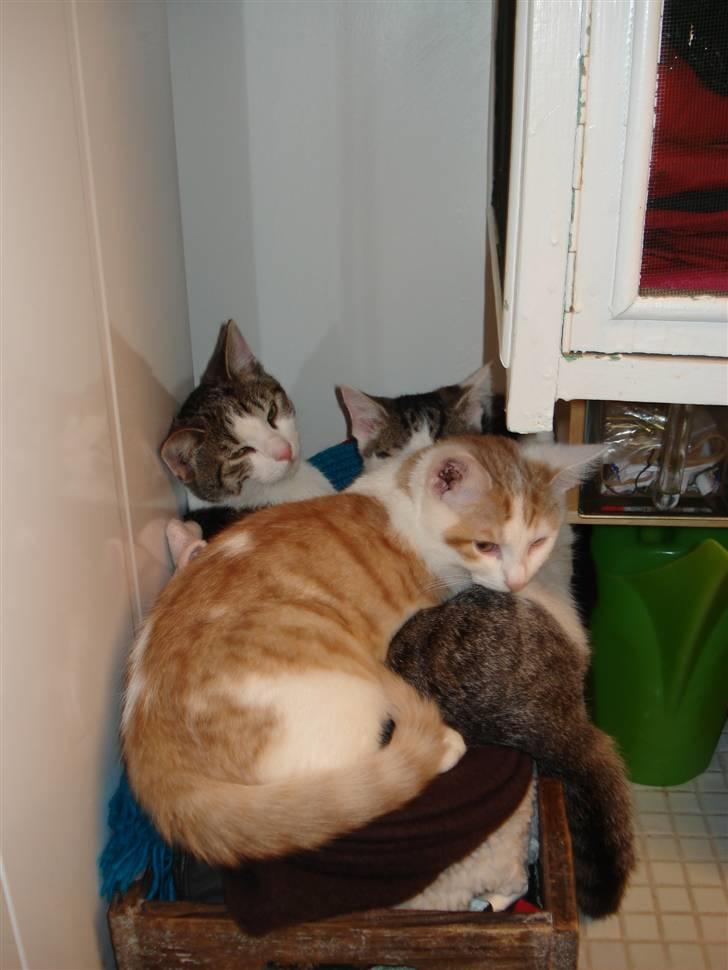 Huskat Trunte<3 - trunte bagerst!(: billede 3