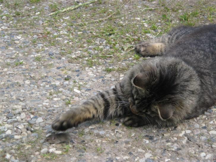 Blanding af racer Lille Miv billede 19