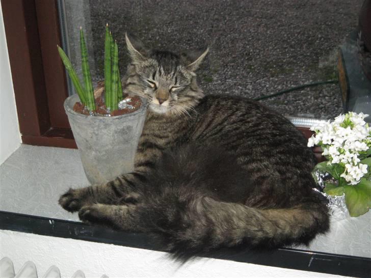 Blanding af racer Lille Miv billede 20