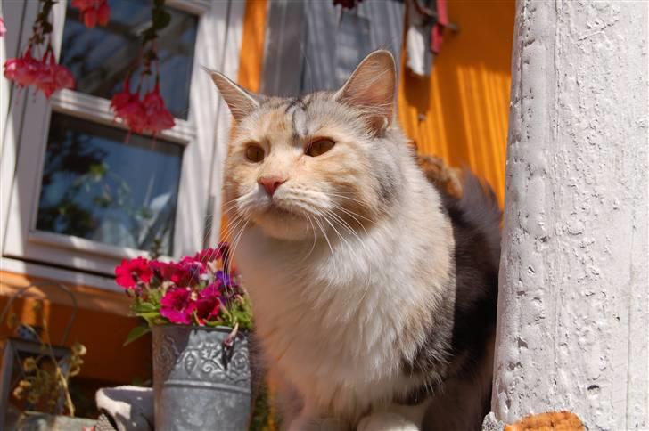 Maine Coon  Berta Bumble Bee P billede 17