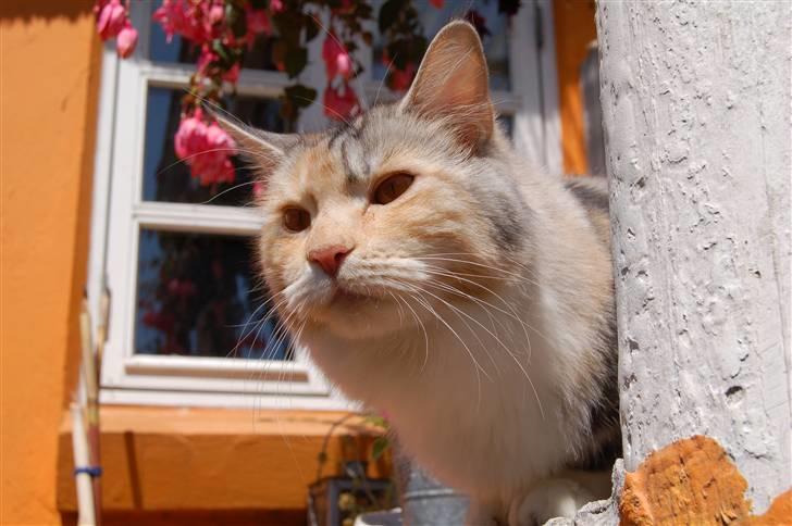 Maine Coon  Berta Bumble Bee P billede 18