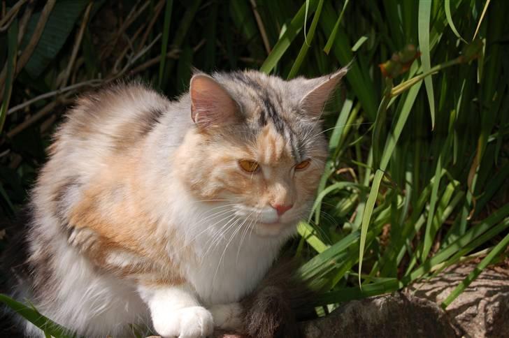 Maine Coon  Berta Bumble Bee P billede 19