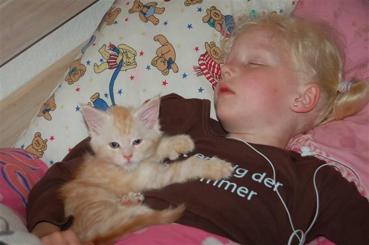 Maine Coon  Bambi  P on ice - Syyych - vi sover.... billede 8