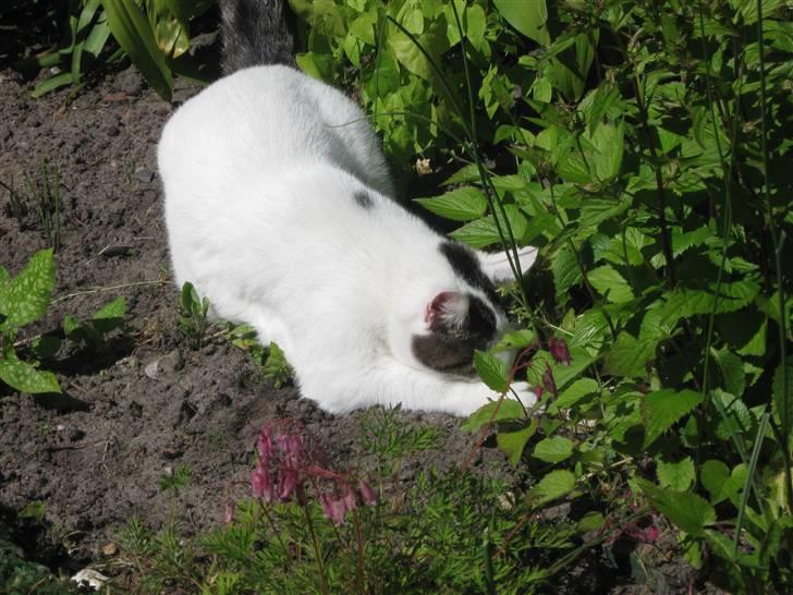 Huskat Sille billede 1