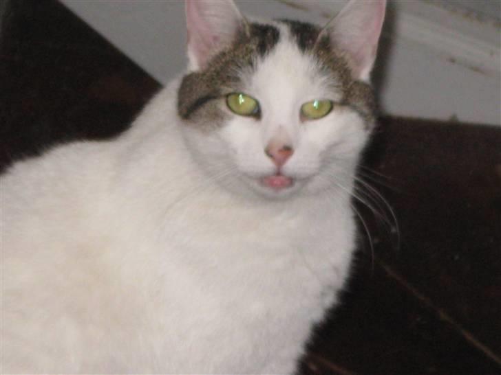 Huskat Sille billede 2