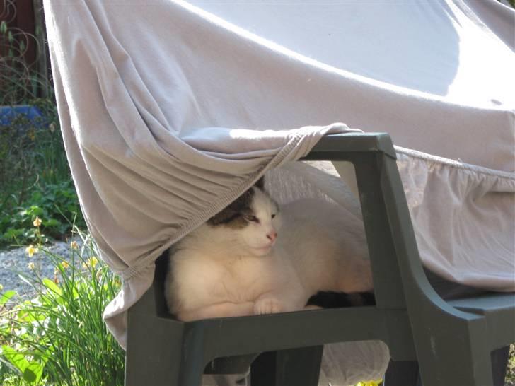 Huskat Sille billede 3