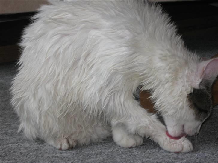 Huskat Sille billede 4