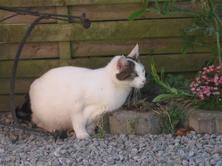 Huskat Sille billede 6