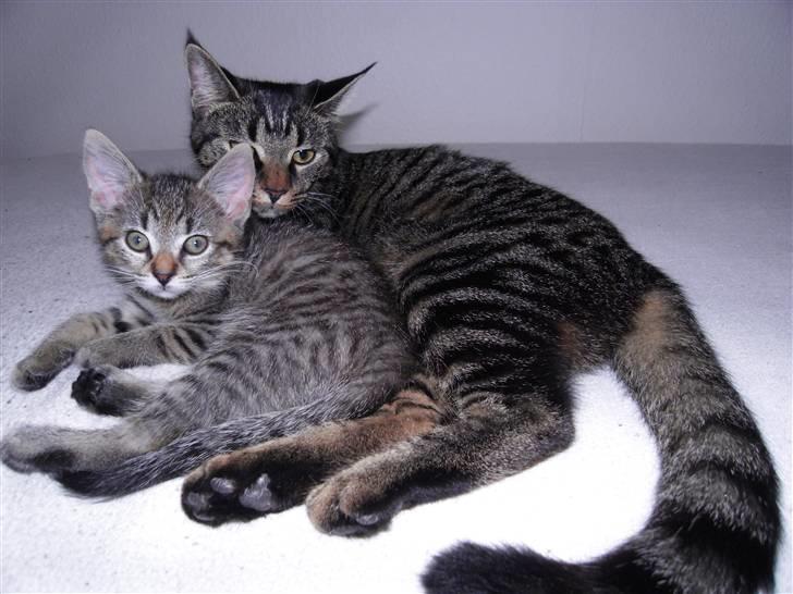 Blanding af racer Mogens - Don Ø og Mogens<3  billede 2