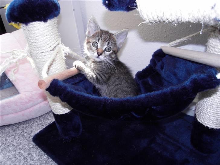 Blanding af racer Mogens - Lille Mogens i hængekøjen billede 3