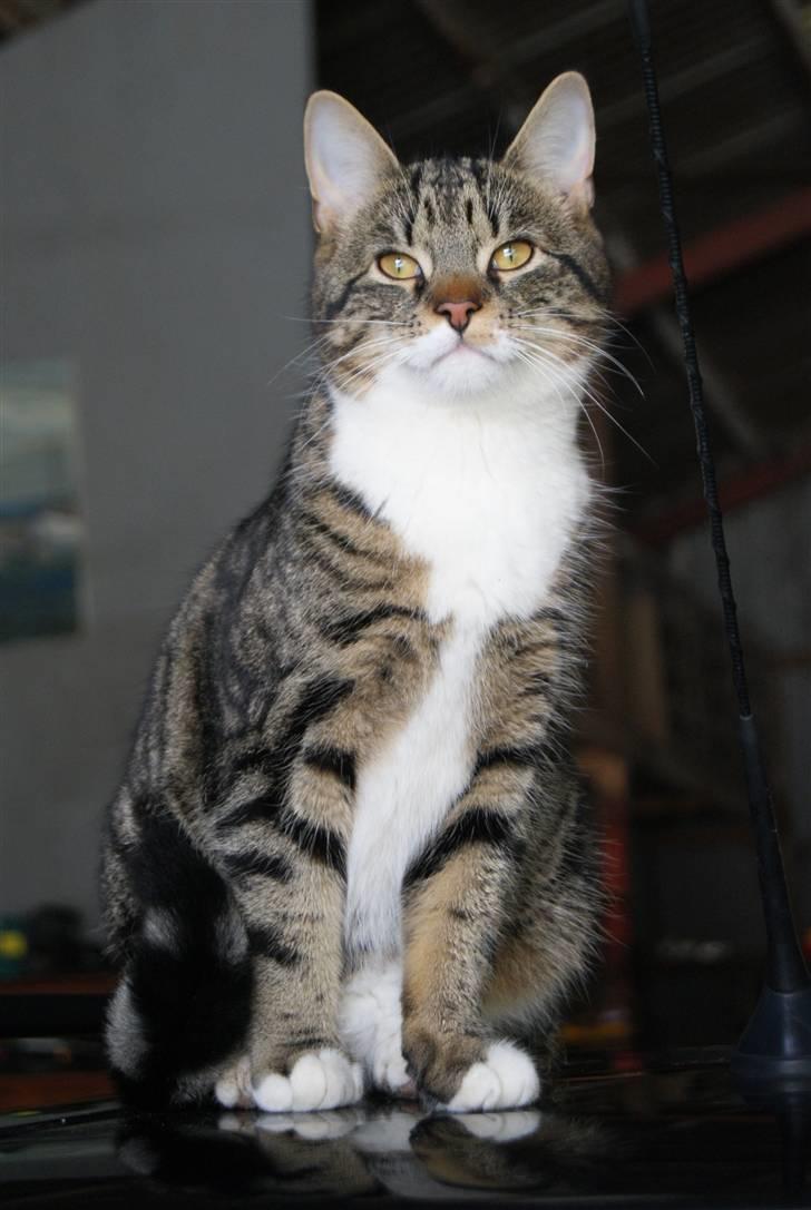 Blanding af racer Mack - Velkommen til Mack´s profil :) billede 1