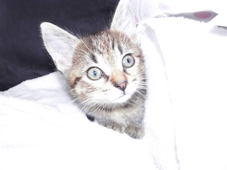 Blanding af racer Mogens - En lille kærlig mis, som elsker at putte billede 5